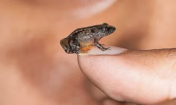Откриха жаби колкото нокът