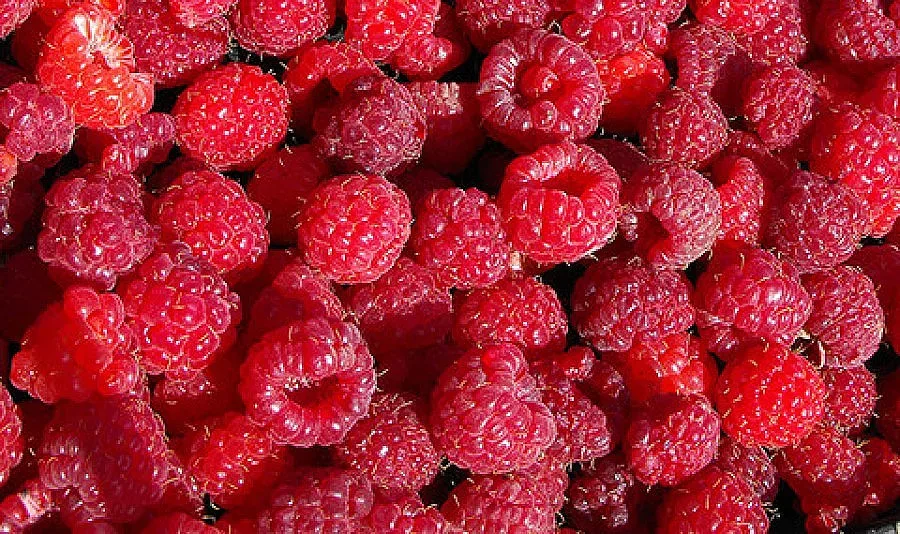 Създадоха рентабилни био малини