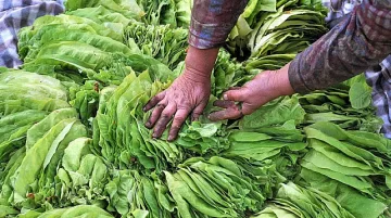 Тютюнджии: Гръцка фирма няма да ни плати тютюна!