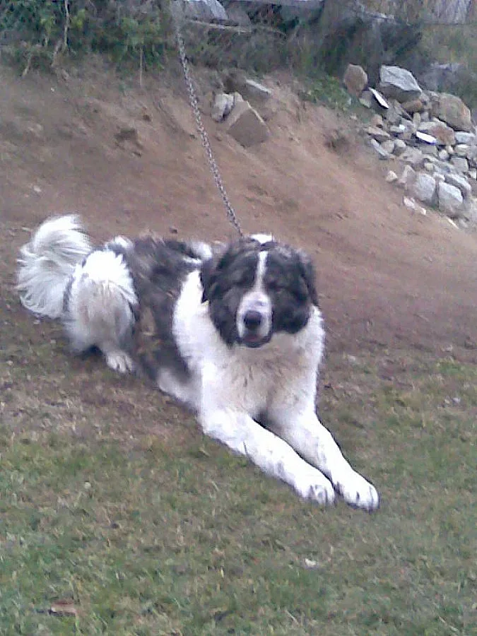 Каракачанки нахапаха дете