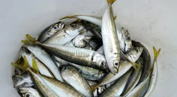 Дават пари от ЕС за риболовен туризъм