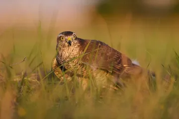 Пернат дебат