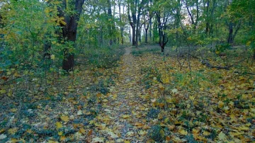 Отстраниха пореден горски шеф