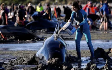 Нови 240 кита заседнаха на плажа в Нова Зеландия