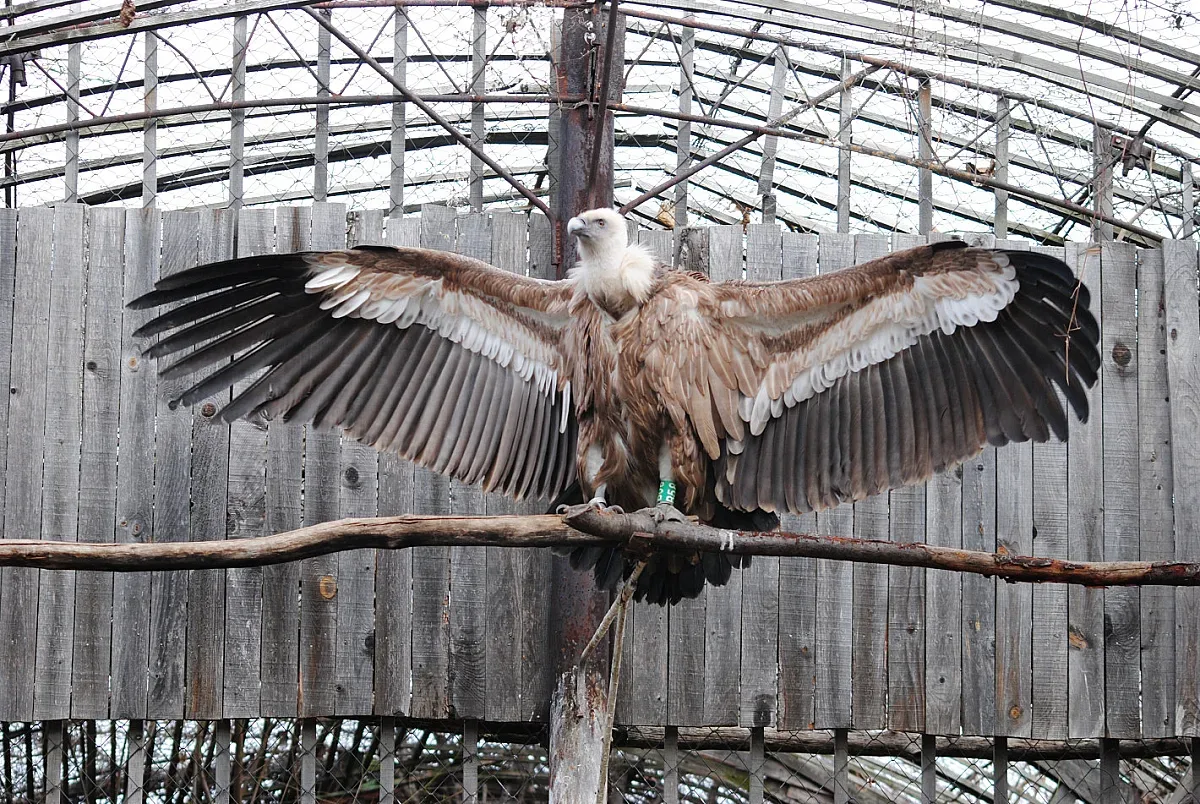 Предстои пускане в природата на излюпените в Зоопарк Стара Загора две белоглави лешоядчета