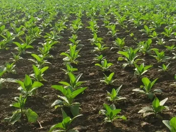 Гърци пак оставиха без  пари стотици тютюнджии