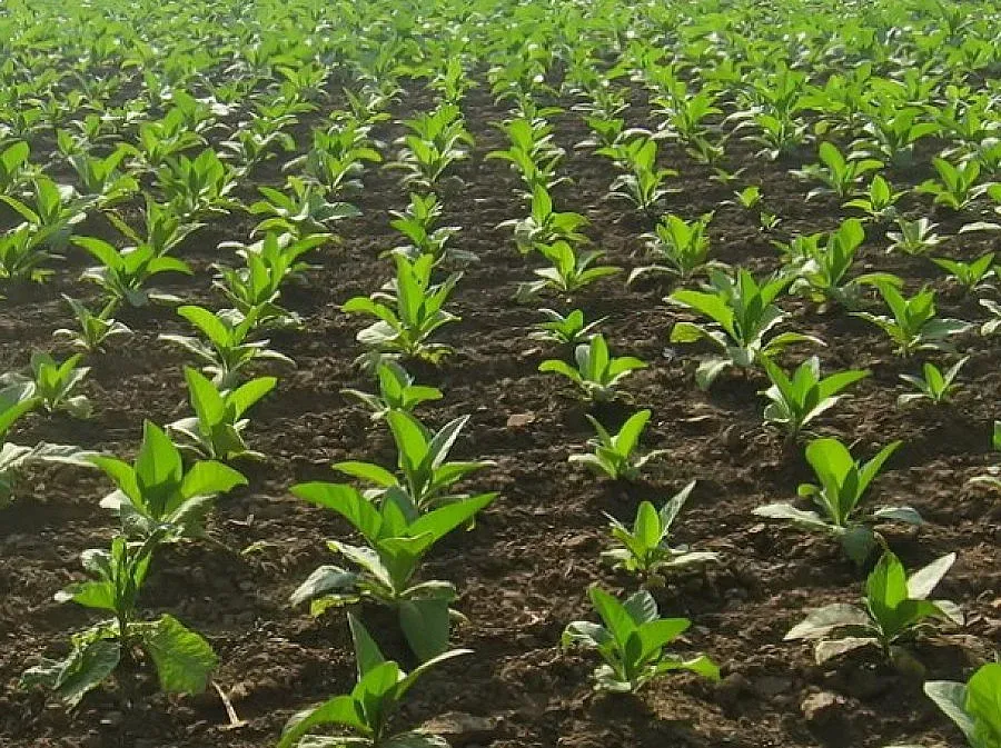 Гърци пак оставиха без пари стотици тютюнджии