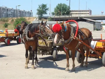 140 роми нападнаха с камъни горски шерифи