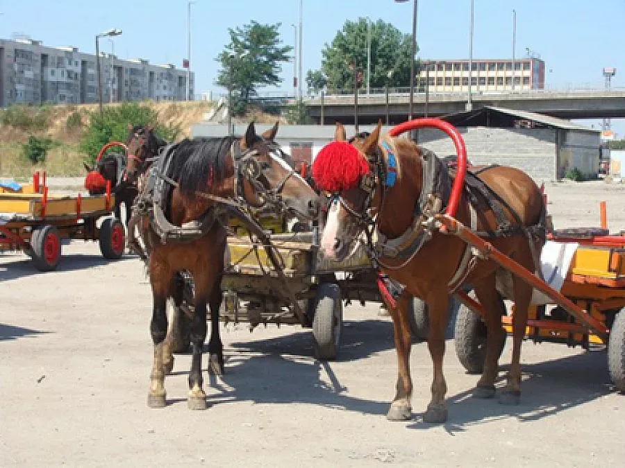 140 роми нападнаха с камъни горски шерифи