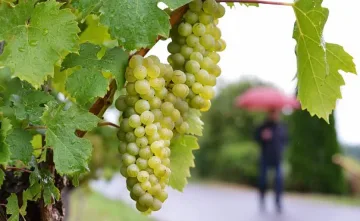 Стопани черпят боговете на виното