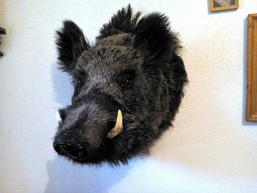 Преследват прокурор за бракониерство