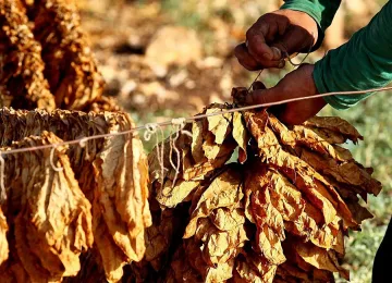 Тютюнът е с 30% по-малко