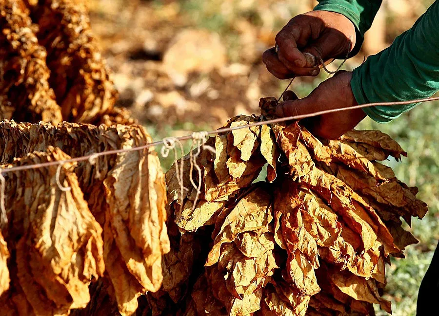 Тютюнът е с 30% по-малко