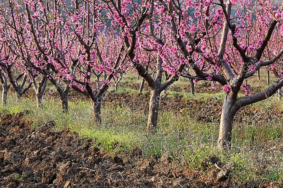 Овощари правят изложение в Русе   