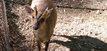 Наредиха на Зоопарк да убие елени!