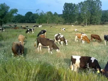 Преведоха 21 млн. като помощ за животни