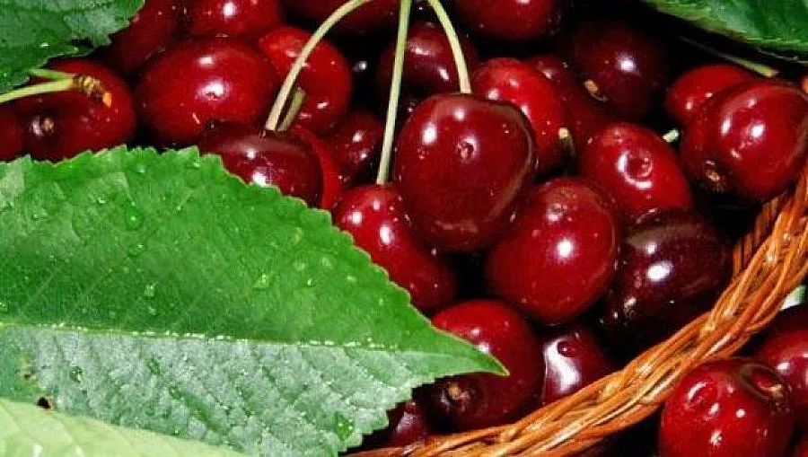 4 млн. за борба с вредители по трайните насаждения