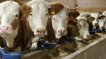 Дават 22 млн. като помощ за животни