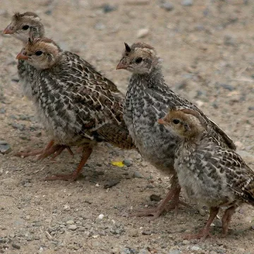2 огнища на птичи грип в Бургаско