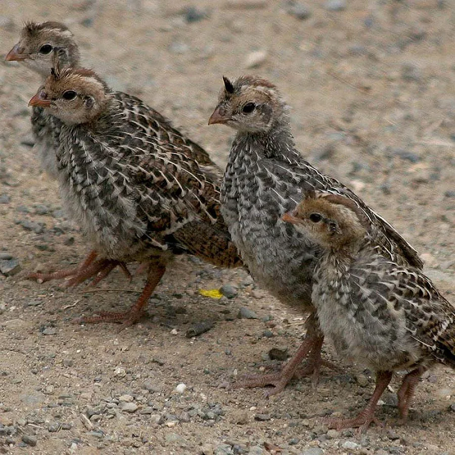2 огнища на птичи грип в Бургаско
