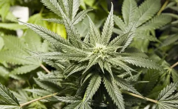 Откриха лаборатория за канабис в къща