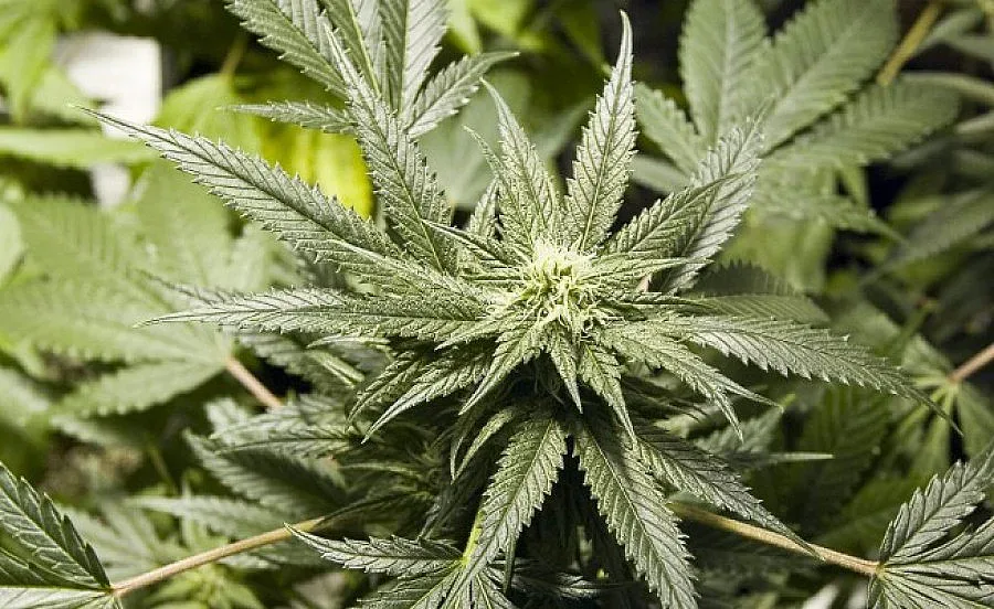 Откриха лаборатория за канабис в къща