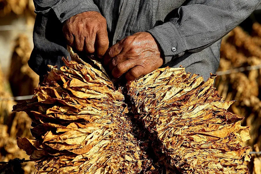 Правят списък на тютюнджии и фирми