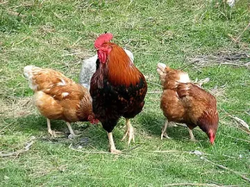 Заради птичи грип унищожиха 250 кокошки и 180 патици