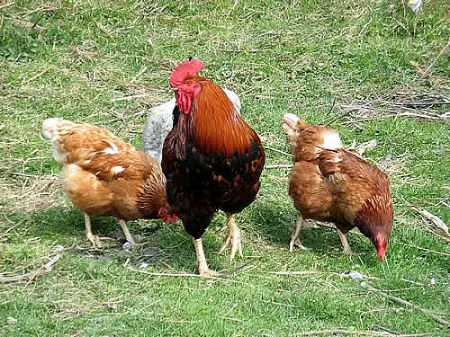 Заради птичи грип унищожиха 250 кокошки и 180 патици