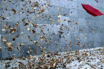 Силен вятър изпочупи дървета в Бургас