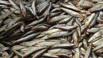 Рибите и мидите ни са чисти