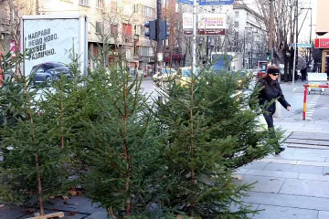 Изземат незаконни елхи