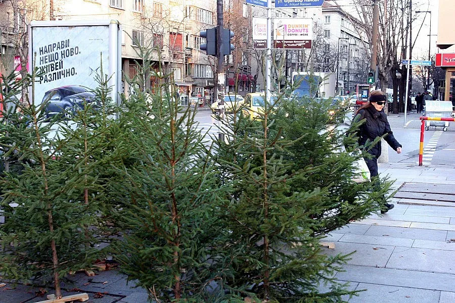 Изземат незаконни елхи