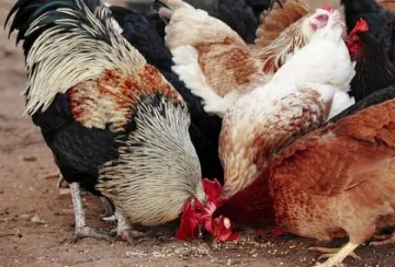 Опасност от птичи грип във Видинско