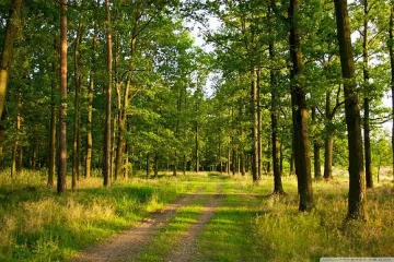 Горски и еколози заедно дебнат за нарушения