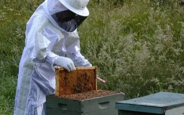 2234 пчелари кандидатстват за субсидии