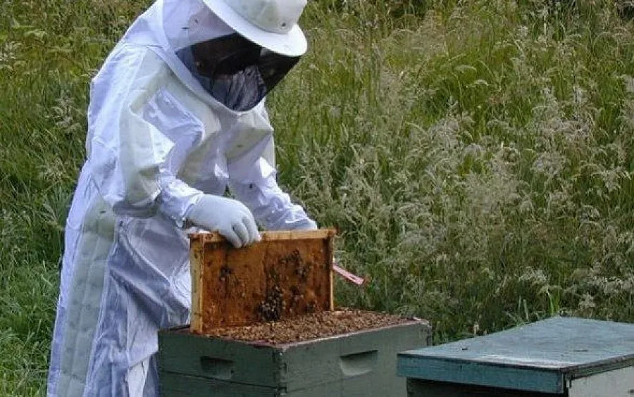 2234 пчелари кандидатстват за субсидии