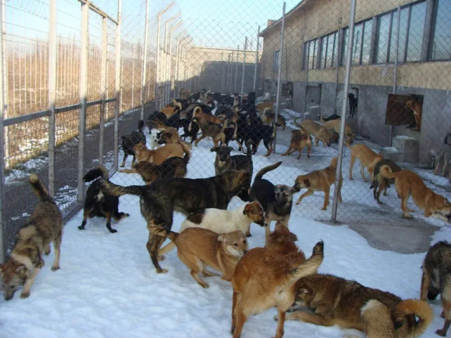 Осиновиха 98 кучета за месец