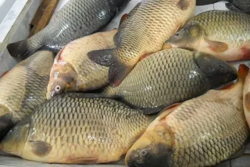 Агенцията по храните: Купувайте риба само от регистрирани търговци