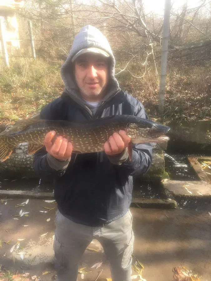 Пъстървата сменя шарана за Никулден