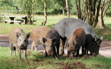 Африканската чума по свинете - предизвикателство за Европа