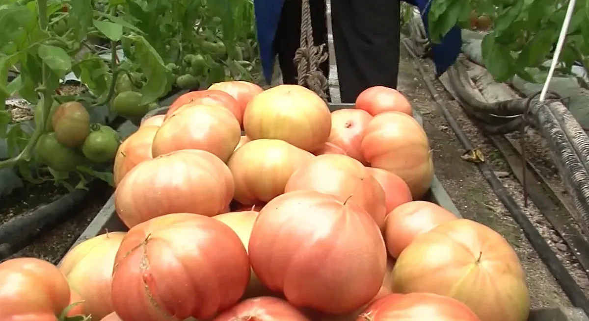 Търговски номера! Стана ясно как доматът поскъпва 5 пъти у нас