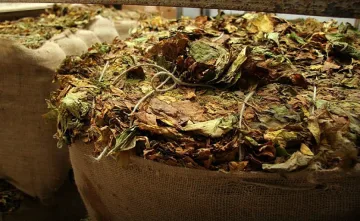 Тютюнджии няма да пускат в селото си гръцка фирма заради неплатен тютюн