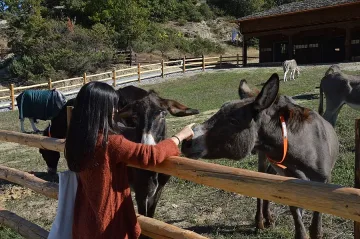 Магарета водят туристи в Баничан