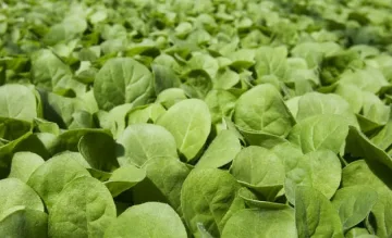 Тютюджии настояват за старт на изкупната кампания до края на октомври