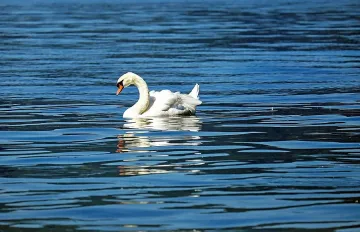 Чака ни топла седмица