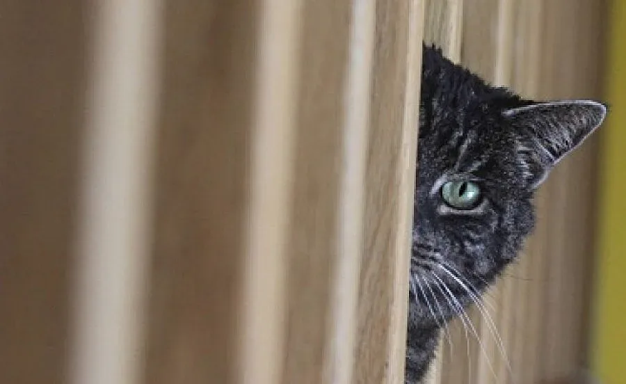 Котките ни с гени като фараонските