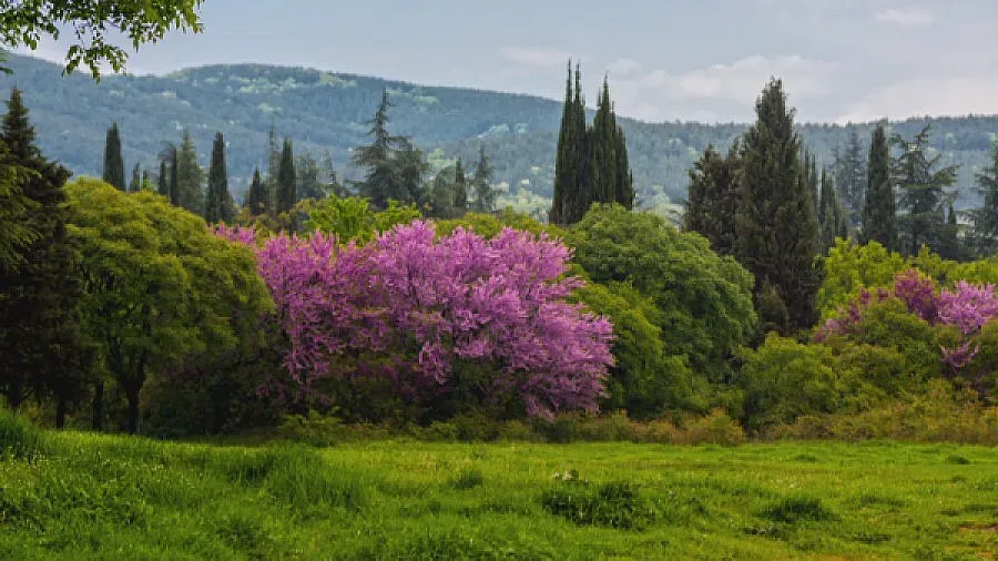 Ще ревизират всички решения за парк "Бедечка"