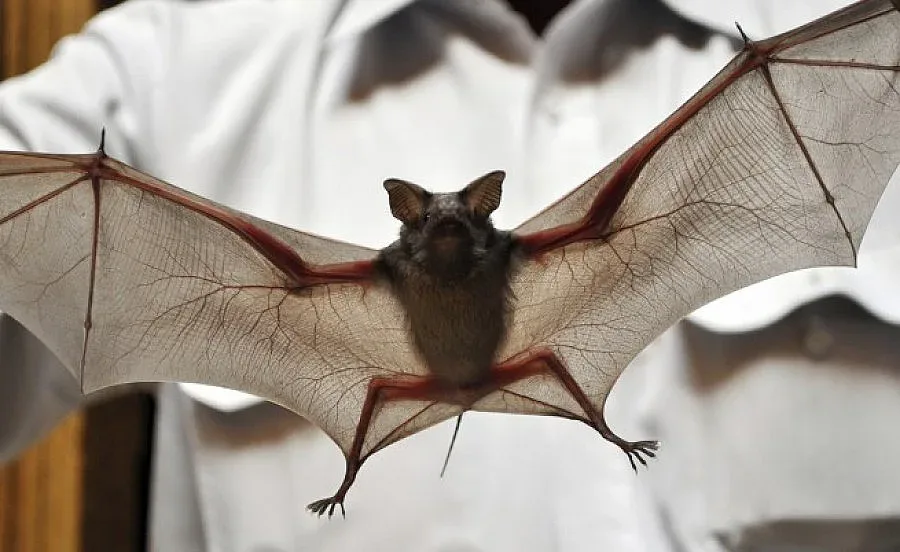 Музей отбелязва Международната нощ на прилепите