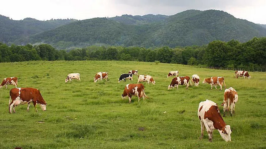 Броят кравите със сателит